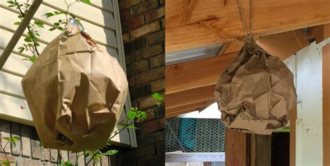 brown paper bag fake hornets nest|wasp hanging paper bag.